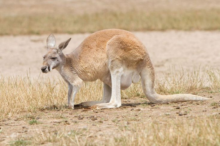 5. Chúng có thể sống mà không uống nước. Trong môi trường khô hạn, kangaroo đỏ có thể tồn tại nhờ lượng nước hấp thụ từ sương và thức ăn thực vật. Ảnh: Pinterest.