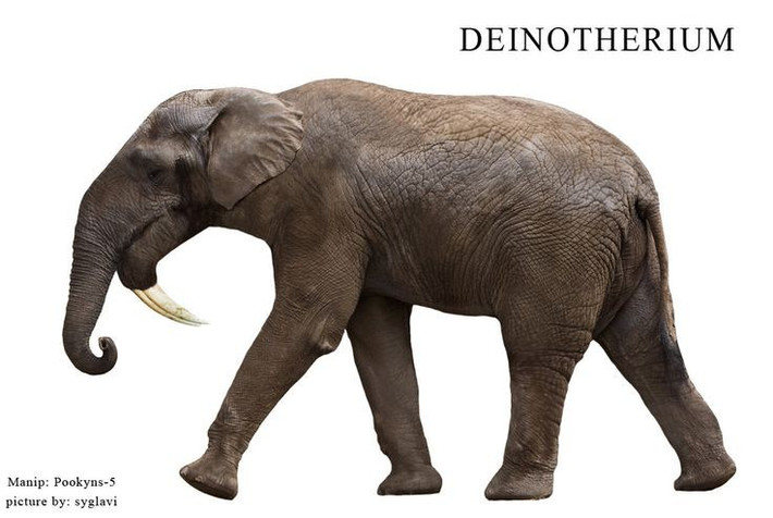 2. Họ hàng xa của voi hiện đại. Mặc dù có ngoại hình tương tự voi, Deinotherium thuộc một nhánh riêng biệt và không phải tổ tiên trực tiếp của voi ngày nay. Ảnh: Pinterest.