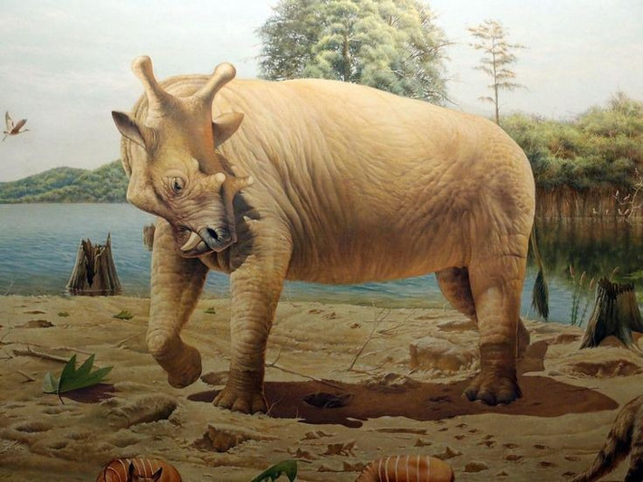4. Là thành viên tiêu biểu của bộ Dinocerata đã tuyệt chủng. Uintatherium thuộc một nhóm động vật có vú cổ đại nay không còn tồn tại, với cấu trúc cơ thể khá đặc biệt và không có hậu duệ trực tiếp ngày nay. Ảnh: Pinterest.