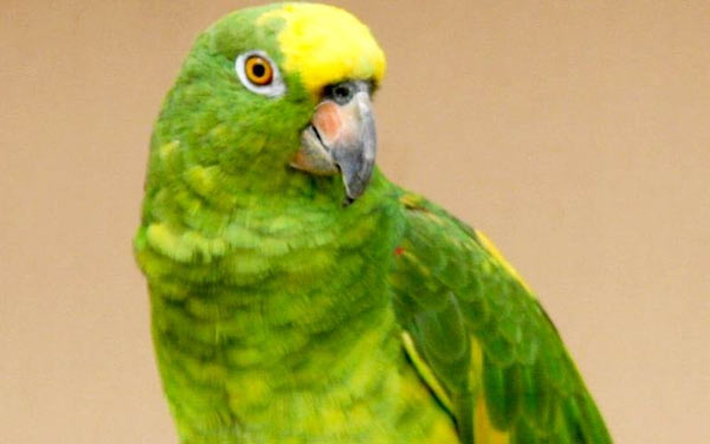 Yellow-crowned Amazon cũng là một loài chim vẹt biết nói, tuy nhiên khả năng nói của loài này không đồng đều giữa các con, một số nói rất tốt trong khi đó có những con không bao giờ nói chuyện. Các yếu tố về môi trường sống, tần suất tương tác với con người sẽ ảnh hưởng tới khả năng ngôn ngữ của chúng.