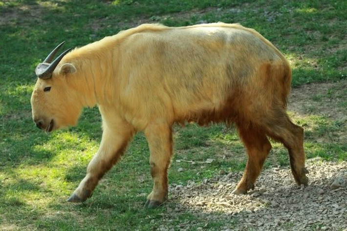 2. Chúng có thể nặng tới 350 kg. Một con linh ngưu trưởng thành có thể dài hơn 2 mét và nặng từ 250 đến 350 kg, với lớp lông dày như áo khoác giúp chịu lạnh tốt. Ảnh: Pinterest.