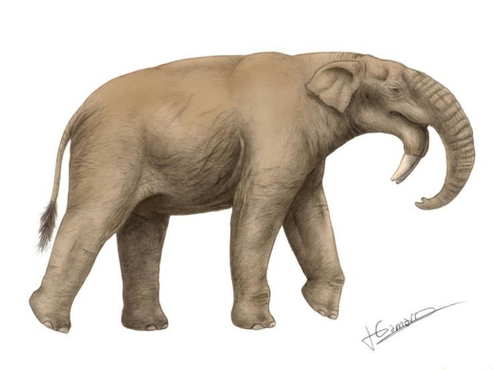 1. Tồn tại từ thế Miocen đến Pleistocen. Deinotherium xuất hiện khoảng 20 triệu năm trước và biến mất khoảng 1 triệu năm trước, sống qua nhiều đợt biến đổi khí hậu lớn. Ảnh: Pinterest.
