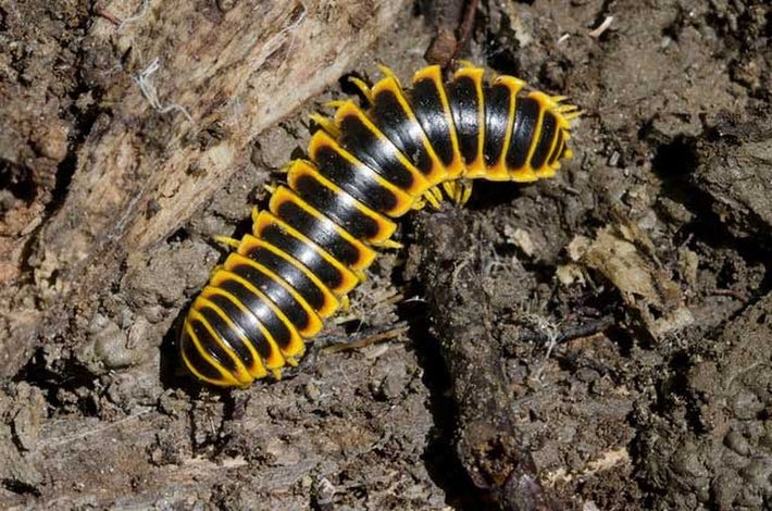 Cuốn chiếu khổng lồ Bắc Mỹ (Apheloria virginiensis) có màu đen pha vàng, chiều dài thân lên tới 40cm. Cuốn chiếu khổng lồ Bắc Mỹ với số lượng chân lên tới vài trăm chiếc, chúng có thể dễ dàng đào bới sâu xuống lòng đất. Bên cạnh đó, chúng còn tiết ra một số chất độc để phòng vệ, đó là tiết ra hợp chất cyanide thông qua các lỗ siêu nhỏ tại các tuyến dọc theo hai bên cơ thể. Và ngạc nhiên hơn cả, chất lỏng tiết ra từ cơ thể của cuốn chiếu khổng lồ Bắc Mỹ lại có mùi cola vị anh đào.