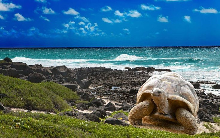 3. Galápagos là nhà của rùa khổng lồ nổi tiếng thế giới. Rùa Galápagos có thể sống hơn 100 năm, dài hơn 1,5 mét và nặng tới 250 kg, là biểu tượng sinh học của quần đảo. Ảnh: Pinterest.