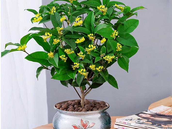 1. Hoa mộc tê – Hương thơm vượng khí, trồng cửa gọi vận: Hoa mộc (mộc tê) từ lâu đã được xem là loài cây quý, hương thơm ngan ngát mỗi khi nở hoa khiến cả không gian bừng sáng, thư thái. Dù ở phố thị, bạn vẫn dễ dàng trồng hoa mộc trong chậu, đặt ở ban công, hiên nhà hay phòng khách có nắng nhẹ.