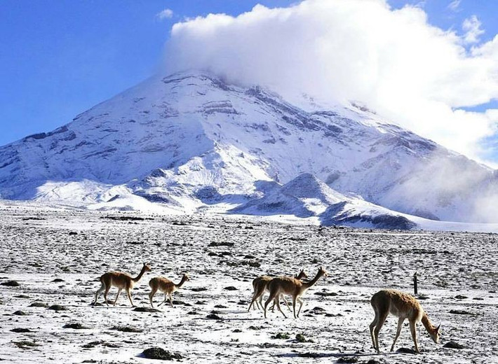 6. Nơi đây là vùng sinh sống của loài lạc đà Andes. Các vùng đồng cỏ quanh núi là môi trường sống lý tưởng cho các loài lạc đà không bướu như lạc đà vicuña và lạc đà alpaca – những loài động vật biểu tượng của vùng Andes. Ảnh: Pinterest.