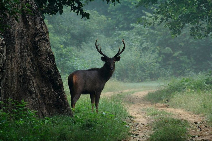  1. Là loài hươu nai lớn nhất châu Á. Nai đực trưởng thành có thể nặng đến 300 kg, cao gần 1,6 mét ở vai và dài hơn 2 mét – to lớn hơn tất cả các loài hươu nai khác ở cùng khu vực. Ảnh: Pinterest.