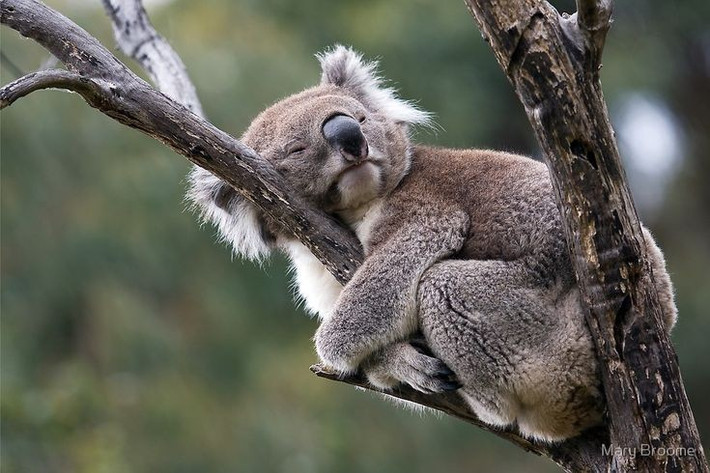 3. Ngủ tới 20 giờ mỗi ngày. Do thức ăn ít năng lượng, koala dành phần lớn thời gian để ngủ nhằm tiết kiệm năng lượng. Ảnh: Pinterest.
