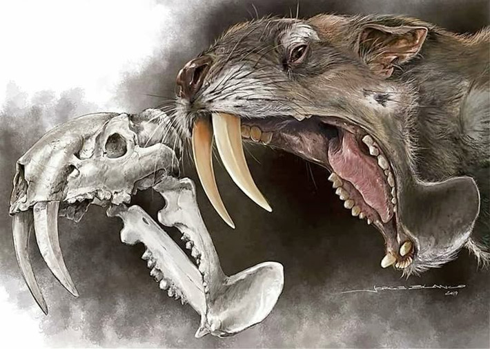 4. Lực cắn của Thylacosmilus khá yếu. Dù có răng nanh ấn tượng, chúng lại có cơ hàm yếu hơn nhiều loài săn mồi khác, khiến các nhà khoa học tin rằng chúng giết con mồi bằng cách đâm răng thay vì cắn mạnh. Ảnh: Pinterest.