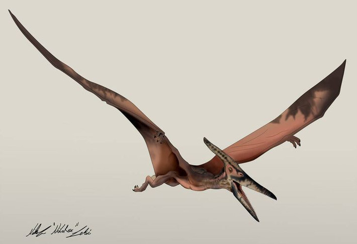 2. Có sải cánh lên tới 7 mét. Một trong những đặc điểm ấn tượng nhất của Pteranodon là đôi cánh khổng lồ, với sải cánh lớn ngang một chiếc ô tô, giúp chúng lướt xa trên bầu trời kỷ nguyên khủng long. Ảnh: Pinterest.