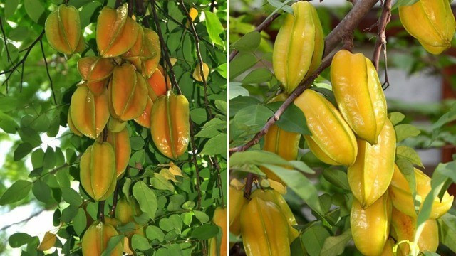 1. Cây khế trước nhà: biểu tượng tài lộc giản dị mà hiệu quả: Không phải ngẫu nhiên người xưa chuộng trồng cây khế trước nhà. Ngoài cho bóng mát và quả ngọt, cây khế còn mang ý nghĩa phong thủy cực tốt, giúp thu hút tài lộc, giữ gìn bình an cho gia đạo.