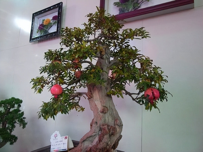 4. Cây lựu – Cát tường, sinh sôi, gia đạo hưng vượng: Từ xa xưa, lựu luôn gắn liền với sự sinh sôi, con cháu đông đúc, gia đình hạnh phúc. Ngày nay, giống lựu lùn trồng chậu vừa dễ chăm, vừa cho hoa quả đẹp, có thể uốn thế bonsai.