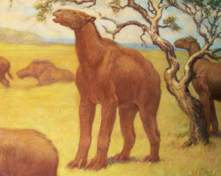 7. Sống cách chúng ta hàng triệu năm trước. Chalicotherium từng lang thang trên các thảo nguyên, rừng thưa của châu Âu và châu Á khoảng 15–3 triệu năm trước. Ảnh: Pinterest.