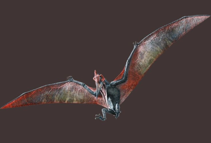 3. Mỏ dài nhưng không có răng. Khác với nhiều loài bò sát bay khác, Pteranodon có chiếc mỏ dài như chim nhưng hoàn toàn không có răng – một đặc điểm giúp phân biệt chúng với các loài tương tự. Ảnh: Pinterest.