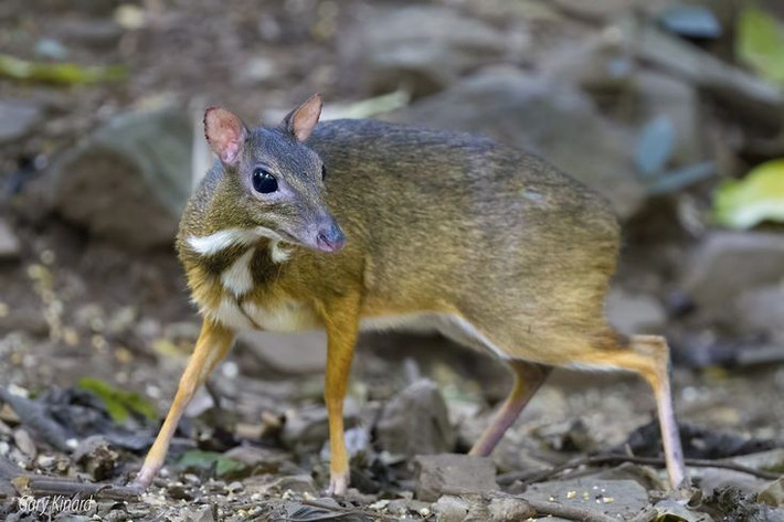 2. Không phải hươu thật sự. Dù hình dáng giống hươu, loài này thuộc họ Tragulidae – một nhánh cổ xưa tách biệt khỏi hươu nai hiện đại và không có gạc. Ảnh: Pinterest.