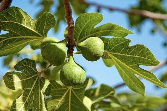 Một ưu điểm nữa là cây sung có sức sống mạnh mẽ, dễ trồng, ít sâu bệnh, phù hợp với nhiều loại đất và khí hậu. Ngay cả khi không chăm bón thường xuyên, cây vẫn phát triển khỏe và sai quả.
