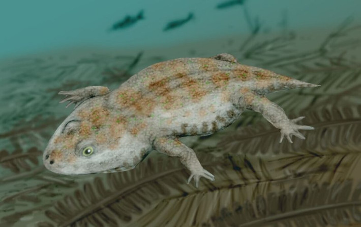 4. Hộp sọ có hình dạng rất đặc biệt. Hộp sọ của Gerobatrachus rộng và phẳng giống ếch, trong khi hàm và răng lại có cấu trúc giống kỳ nhông. Ảnh: wikimedia.