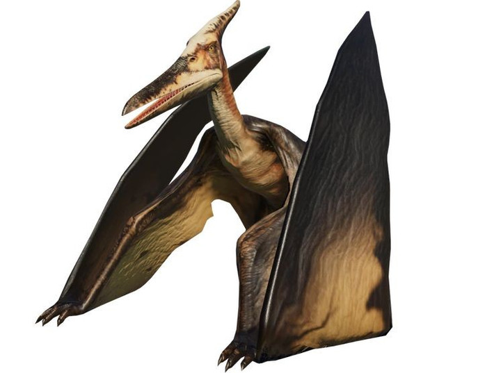 6. Sở hữu mào đầu kỳ lạ. Một trong những đặc điểm độc đáo của Pteranodon là chiếc mào dài sau đầu, có thể dùng để giữ thăng bằng khi bay hoặc để thu hút bạn tình. Ảnh: Pinterest.
