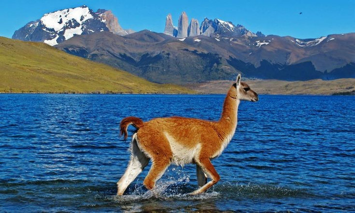 3. Hệ động vật phong phú. Nơi đây là nhà của lạc đà Guanaco, báo sư tử, cáo xám và hàng trăm loài chim đặc hữu. Ảnh: Pinterest.