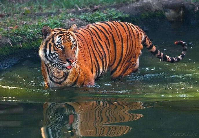 1. Có kích thước nhỏ hơn so với hổ Bengal và hổ Siberia. Hổ Đông Dương trưởng thành nặng trung bình từ 150–195 kg với con đực và nhỏ hơn ở con cái, nhưng lại nổi tiếng về sự nhanh nhẹn và thích nghi tốt với địa hình rừng núi. Ảnh: Pinterest.