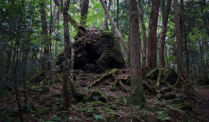 8. Điểm đến du lịch rùng rợn. Dù mang tiếng đáng sợ, Aokigahara vẫn thu hút du khách hiếu kỳ muốn khám phá sự huyền bí của khu rừng nổi tiếng này. Ảnh: Pinterest.