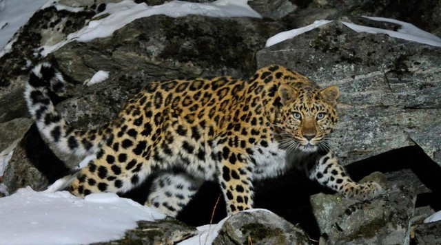  Biểu tượng sống sót giữa vùng băng giá Viễn Đông Báo hoa mai Amur (Panthera pardus orientalis) – còn gọi là báo Viễn Đông hay báo Mãn Châu – là phân loài báo hiếm nhất trên Trái đất, sống sót giữa rừng taiga lạnh giá khắc nghiệt của Nga và Trung Quốc.