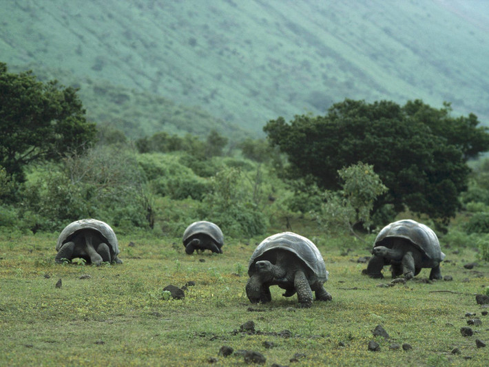 7. Galápagos được UNESCO công nhận là Di sản thế giới. Được công nhận vào năm 1978, đây là một trong những Di sản Thế giới đầu tiên của UNESCO, với giá trị nổi bật về sinh học và khoa học. Ảnh: Pinterest.