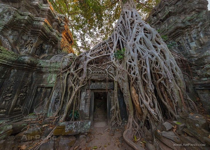 Cây cổ thụ khổng lồ phủ kín đền. Những rễ cây bồ đề và kapok khổng lồ bám chặt vào tường đá tạo nên khung cảnh vừa kỳ bí vừa hùng vĩ. Ảnh: Pinterest.