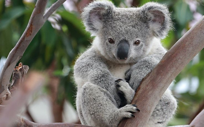6. Tiếng kêu trầm như bò. Tiếng kêu giao tiếp của koala đực lại rất trầm và ầm vang như tiếng bò rống. Ảnh: Pinterest.