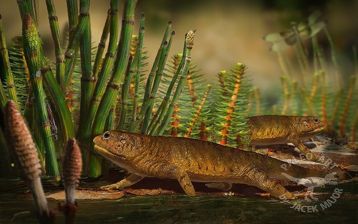 1. Gerobatrachus là hóa thạch trung gian giữa ếch và kỳ nhông. Loài này có các đặc điểm giải phẫu kết hợp của cả ếch và kỳ nhông, được mệnh danh là “Ếch kỳ nhông” (Frogamander). Ảnh: Pinterest.