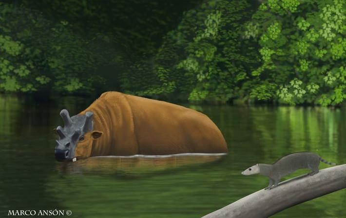 6. Não khá nhỏ so với cơ thể. Kích thước não của Uintatherium nhỏ bất thường, dẫn đến giả thuyết rằng chúng có khả năng tư duy kém. Ảnh: Pinterest.