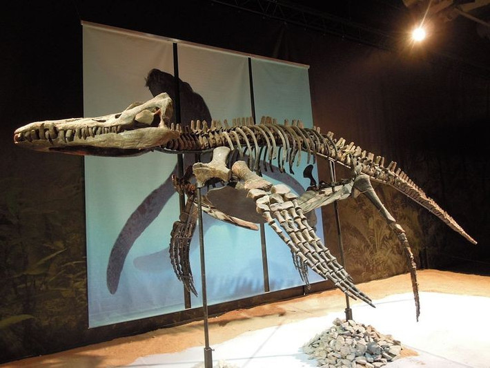 7. Hóa thạch Pliosaurus được tìm thấy ở nhiều nơi. Tàn tích của chúng đã được khai quật ở châu Âu, Nam Mỹ và thậm chí cả Bắc Cực – cho thấy sự phân bố rộng khắp của loài này. Ảnh: Pinterest.