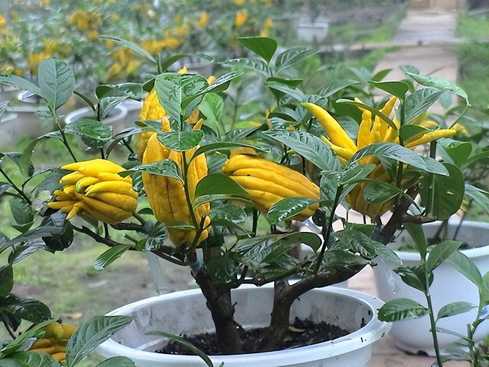 2. Cây Phật thủ – Tay Phật che chở, trồng là sinh lộc: Quả Phật thủ vàng óng, thơm nhẹ như chanh sả, mang hình dáng bàn tay Phật đang che chở. Đây là loại cây dễ trồng chậu, hợp để ở ban công, nơi có nhiều ánh sáng.