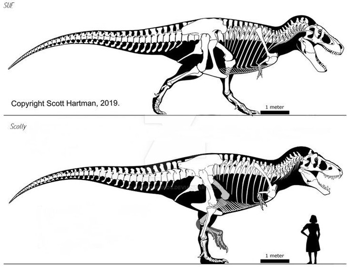 5. Khả năng chạy còn gây tranh cãi. Một số nhà khoa học tin rằng T. rex có thể chạy nhanh tới 30 km/h, trong khi ý kiến khác cho rằng nó chỉ đi bộ nhanh vì cơ thể quá nặng. Ảnh: Pinterest.