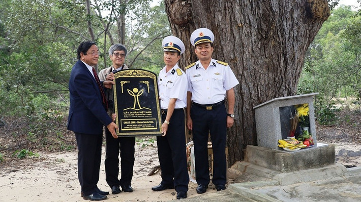Năm 2020, một cây chai lá cong gần 400 tuổi tại Vùng 4 Hải quân (Cam Ranh, Khánh Hòa) đã được Hội Bảo vệ Thiên nhiên và Môi trường Việt Nam công nhận là cây di sản Việt Nam. Ảnh: PLO