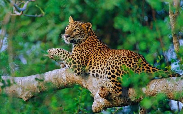 2. Chúng có khả năng leo trèo xuất sắc. Báo hoa mai có thể leo cây rất giỏi và thường mang con mồi lên cành cao để tránh kẻ săn mồi khác cướp mất thức ăn. Ảnh: Pinterest.