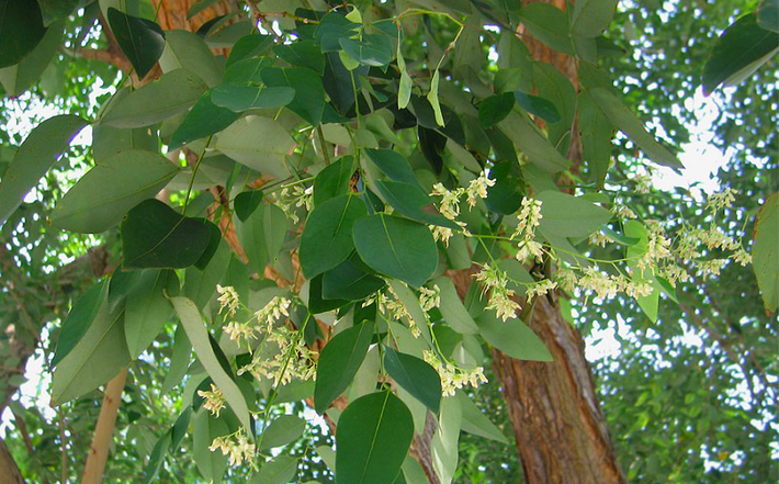 10. Cẩm lai Bà Rịa (Dalbergia bariensis). Giá trị: Gỗ đen bóng, vân đẹp như cẩm thạch, rất quý hiếm. Tình trạng: Cực kỳ nguy cấp, gần như không còn trong rừng tự nhiên. Ảnh: cayxanh.canhquannhaxanh.com.