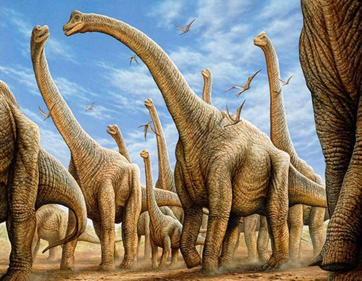 6. Sống theo bầy đàn. Giới khoa học cho rằng Brachiosaurus sống theo nhóm để tăng khả năng phòng thủ trước những loài ăn thịt nguy hiểm như Allosaurus. Ảnh: Pinterest.