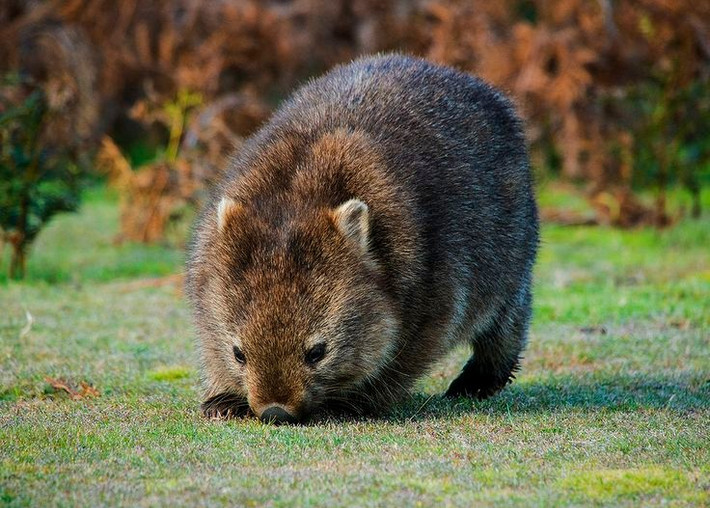 Sống chủ yếu ở Tasmania và miền Nam Úc. Chúng thường xuất hiện trong rừng rậm, đồng cỏ hoặc khu vực núi non với khí hậu mát mẻ. Ảnh: Pinterest.