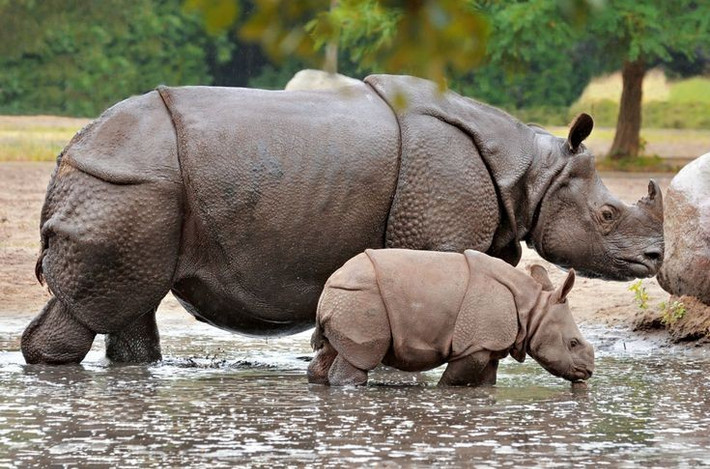 4. Là loài bơi giỏi. Tê giác Ấn Độ có thể bơi qua sông và đầm lầy dễ dàng dù trọng lượng cơ thể lớn. Ảnh: Pinterest.