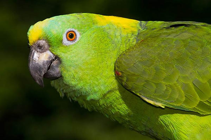 Vẹt Yellow-naped Amazon không chỉ có khả năng bắt chước được ngôn ngữ mà cách phát âm của chúng lại chuẩn xác đến mức bạn phải ngạc nhiên. Thậm chí, loài vẹt này còn có thể lặp lại một bài hát đơn giản mà chúng thường nghe.