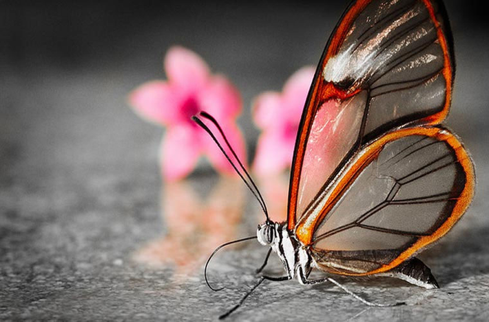 Loài bướm thủy tinh có một điểm đặc biệt khác là nơi đẻ trứng. Chúng chọn cây Bóng đêm, một loại cây cực độc để “gửi” trứng và hút độc ở cây Bóng đêm. Đó là lý do vì sao cơ thể nó có những dải màu đỏ sáng và tím-dấu hiệu cảnh báo cho kẻ thù biết rằng chúng độc và không phải là một lựa chọn thức ăn tốt.