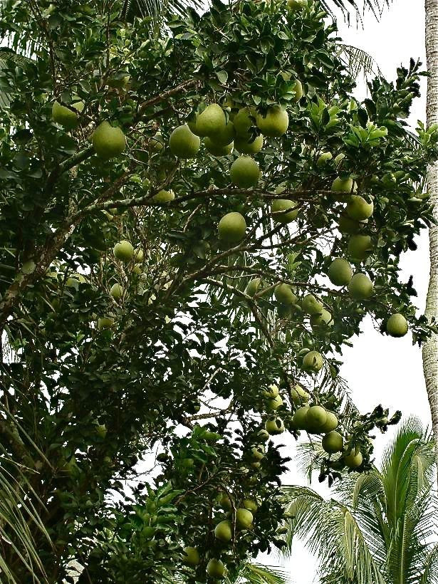 Cây bưởi: Không chỉ đứng đầu danh sách cây trồng làm cảnh và ăn trái, bưởi còn mang năng lượng phong thủy tích cực. Trái bưởi mọng nước, tròn đầy được xem là biểu tượng của sự sung túc, thịnh vượng.