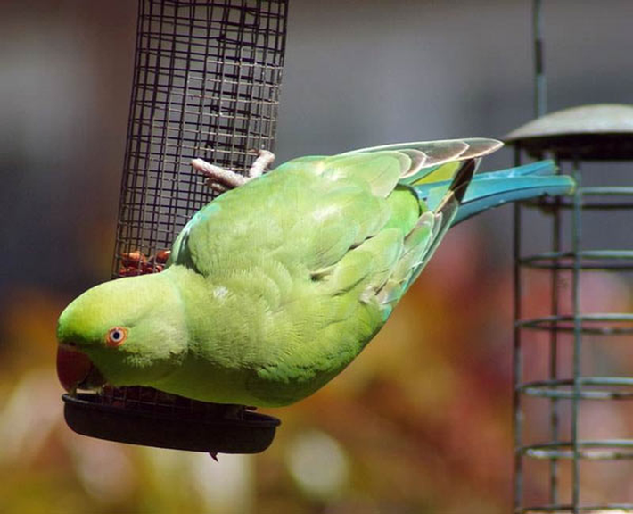 Loài chim vẹt Indian Ring Parakeet có thể học được khoảng 200 - 250 từ. Tuy nhiên, khả năng của mỗi con không giống nhau, khả năng ngôn ngữ của chúng tùy thuộc phần lớn vào sự tương tác giữa người dạy và con vật.