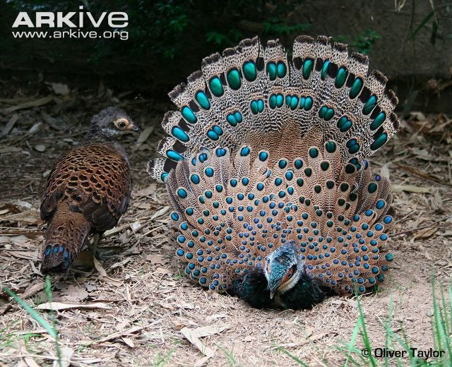 3. Sống kín đáo trong rừng rậm. Gà tiền mặt đỏ có bản tính rụt rè, nhút nhát và rất khó quan sát trong tự nhiên. Chúng thường sống ẩn mình dưới tán rừng rậm rạp, kiếm ăn vào sáng sớm hoặc chiều muộn. Ảnh: Pinterest.