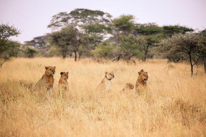 5. Biểu tượng sư tử châu Phi. Serengeti là nơi có mật độ sư tử cao nhất thế giới, trở thành một điểm đến lý tưởng cho những nhà nghiên cứu về hành vi loài mèo lớn này. Ảnh: Pinterest.