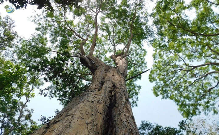 1. Trắc (Dalbergia cochinchinensis). Giá trị: Gỗ đỏ, cứng, vân đẹp, rất được ưa chuộng trong nội thất cao cấp. Tình trạng: Nguy cấp, thuộc danh mục CITES, bị cấm khai thác tự nhiên. Ảnh: ccd.org.vn.