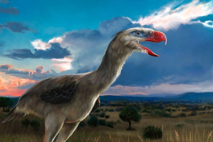 4. Là loài săn mồi đỉnh cao ở Nam Mỹ thời Miocene. Trong khi lục địa Nam Mỹ còn biệt lập, không có thú săn mồi như sư tử hay chó sói, Phorusrhacos giữ vị trí bá chủ chuỗi thức ăn. Ảnh: Pinterest.