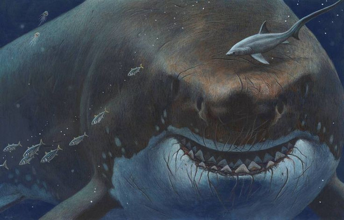 5. Răng Megalodon vẫn được tìm thấy ngày nay. Các nhà sưu tầm và nhà cổ sinh học thường phát hiện răng hóa thạch Megalodon ở nhiều nơi trên thế giới, đặc biệt là tại Mỹ, Peru và châu Âu. Ảnh: Pinterest.