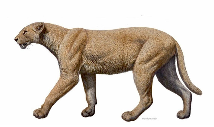 Bậc thầy săn mồi thời tiền sử. Machairodus sống cách đây khoảng 11 đến 2,5 triệu năm, là một trong những loài mèo răng kiếm sớm nhất, thống trị các thảo nguyên Á – Âu và châu Phi. Ảnh: Pinterest.